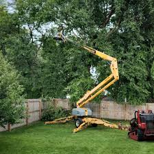 Organic Lawn Care Solutions in Oak Hills, CA