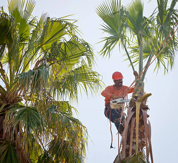 Leaf Removal in Oak Hills, CA