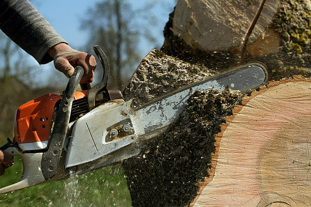 How Our Tree Care Process Works  in  Oak Hills, CA